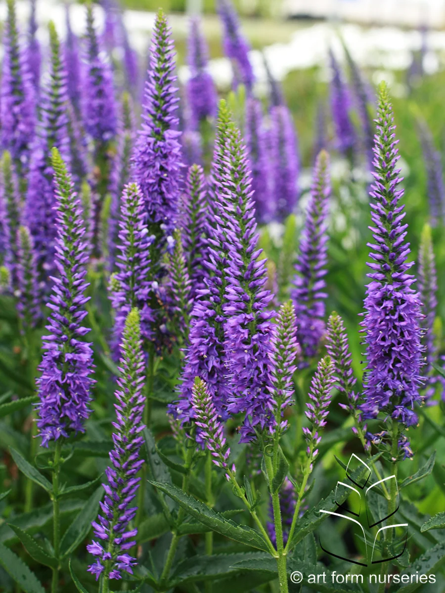 Veronica 'Royal Rembrandt'