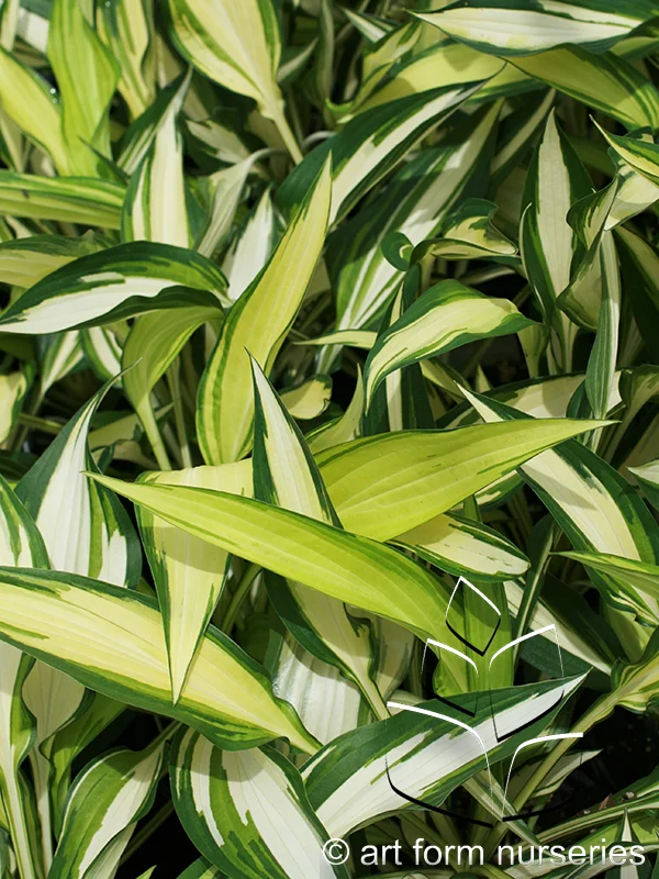 Hosta 'Cool as a Cucumber'