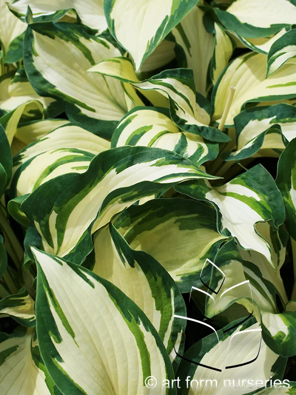 Hosta 'Hans'