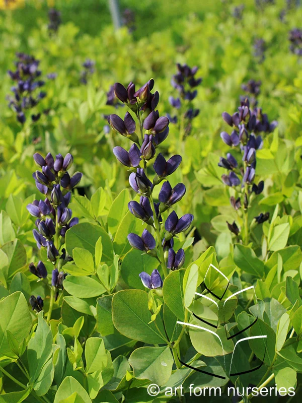 Baptisia 'Indigo Spires'