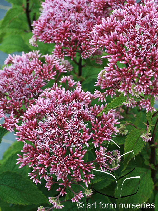 Eupatorium dubium 'Little Joe'