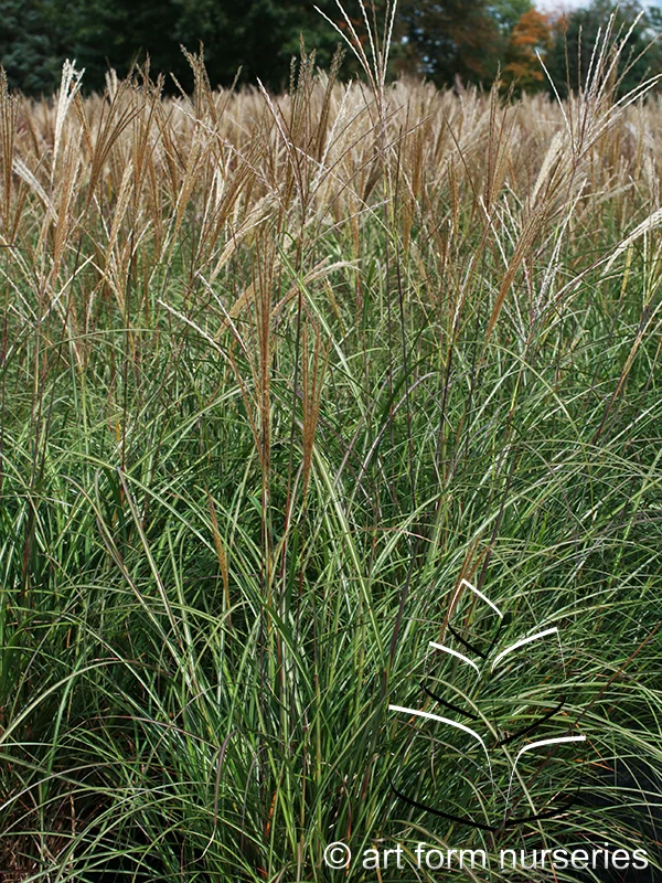 Miscanthus sinensis 'Adagio'