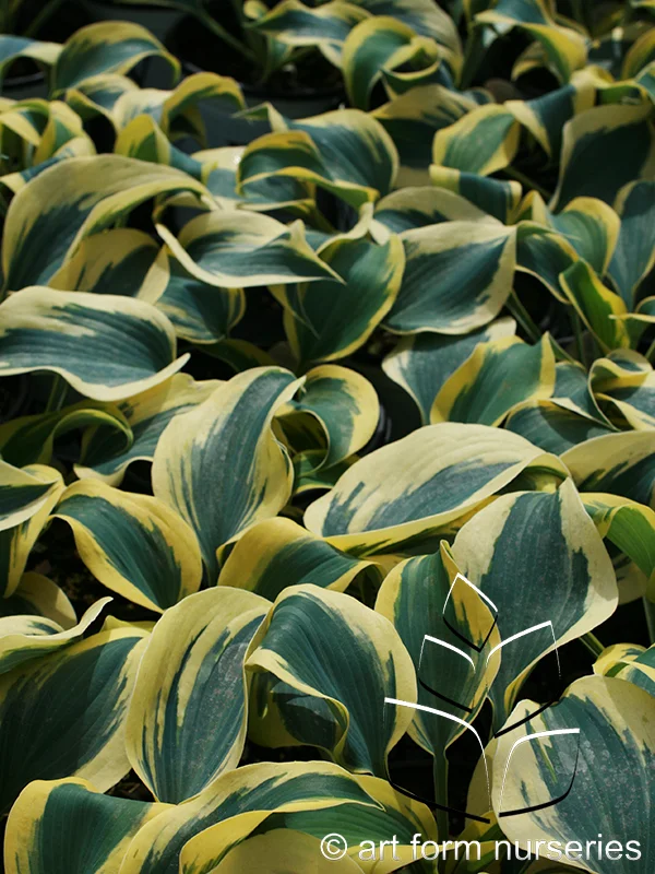 Hosta 'Autumn Frost'