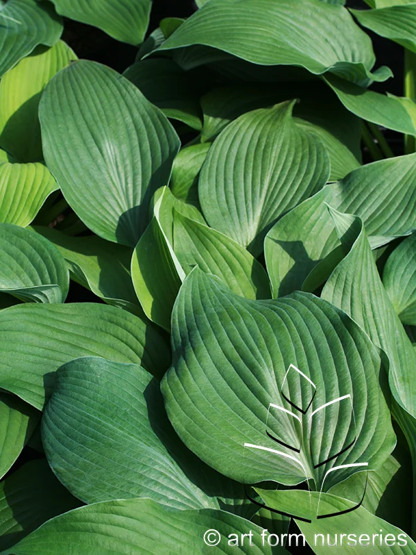 Hosta sieboldiana 'Blue Angel'