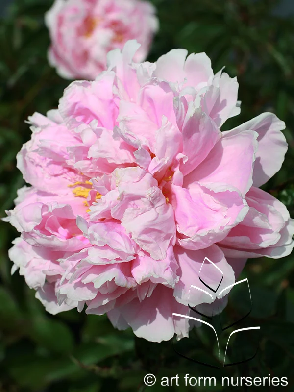 Paeonia 'Sarah Bernhardt'