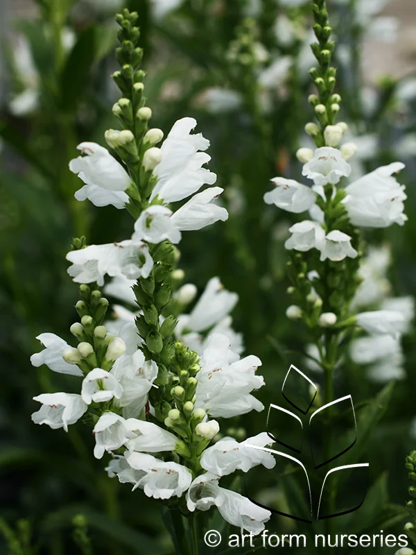 Physostegia virginiana 'Miss Manners'