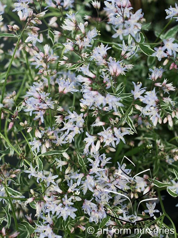 Polemonium reptans 'Touch of Class'