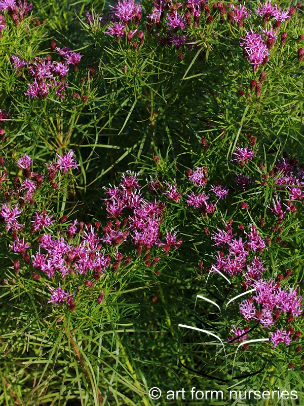 Vernonia 'Iron Butterfly'
