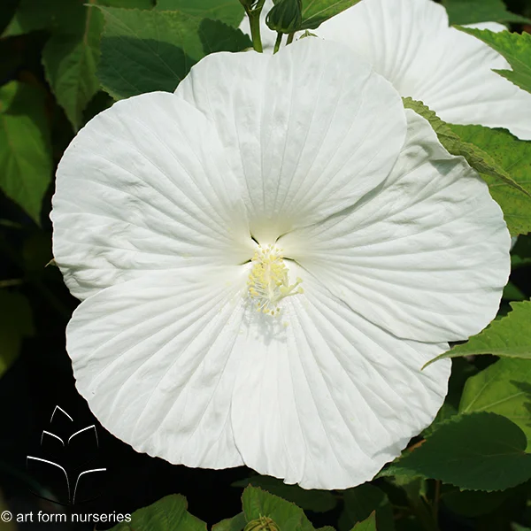AFHibiscusBlueRiverII.jpg