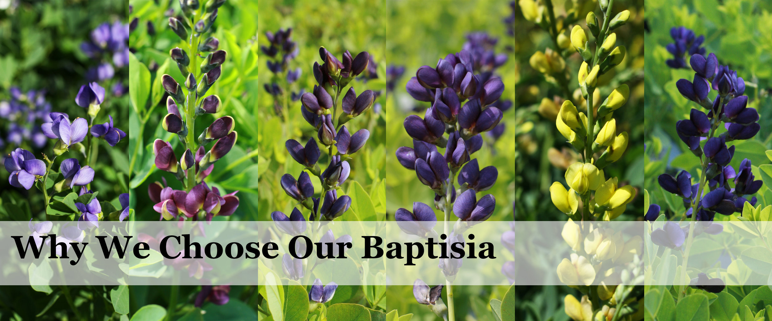 Baptisia.jpg