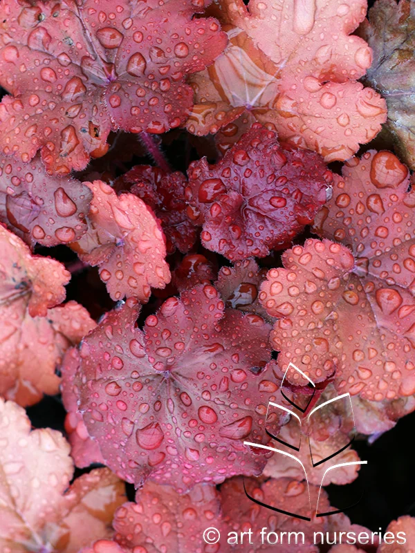 Heuchera 'Fire Alarm'