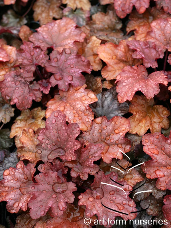 Heuchera 'Peach Flambe'