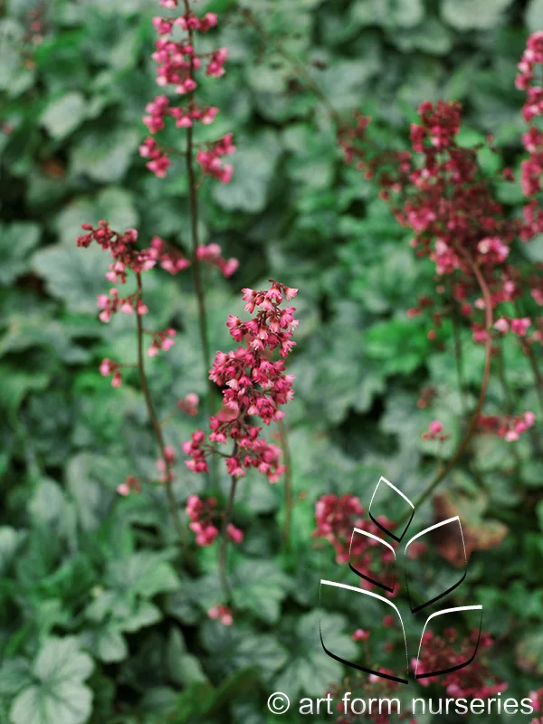 Heuchera 'Coral Petite'