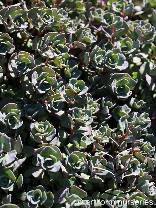 Sedum 'Lidakense'