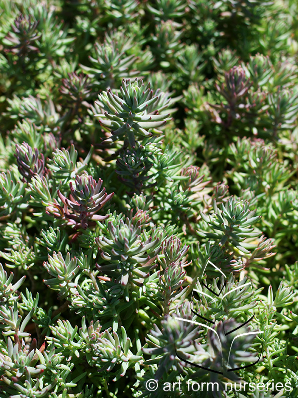 Sedum 'Blue Spruce'