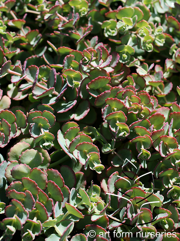 Sedum sieboldii