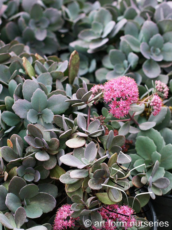 Sedum 'Dazzleberry'