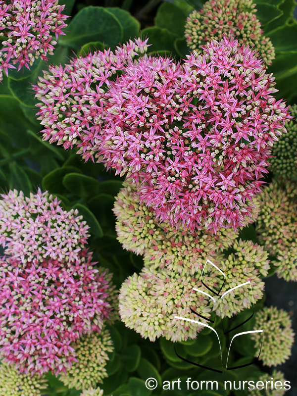 Sedum spectabile 'Neon'