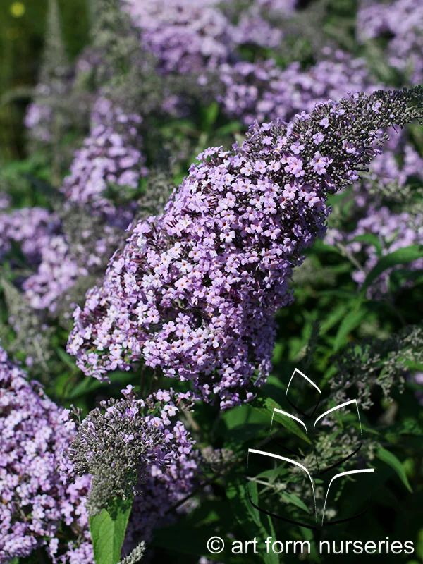Buddleia 'Grand Cascade'