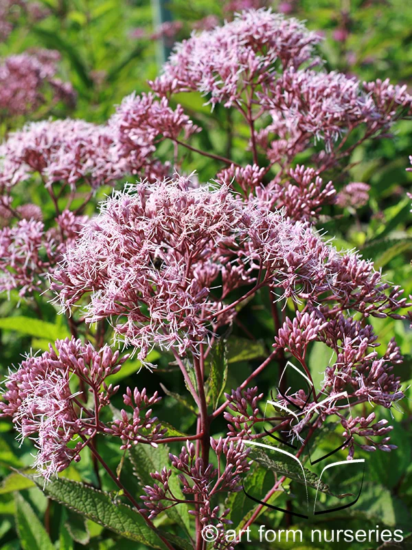 Eupatorium purpureum ssp. maculatum 'Gateway'