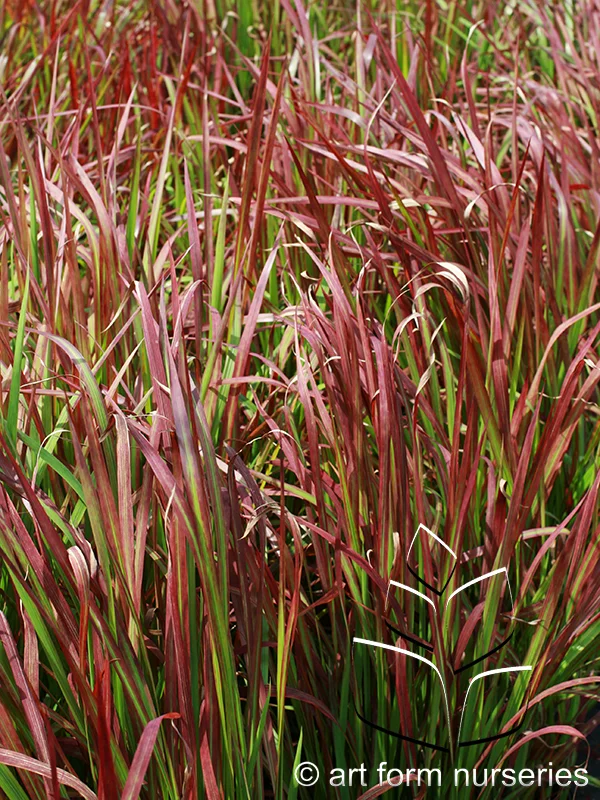 Imperata cylindrica 'Red Barron'