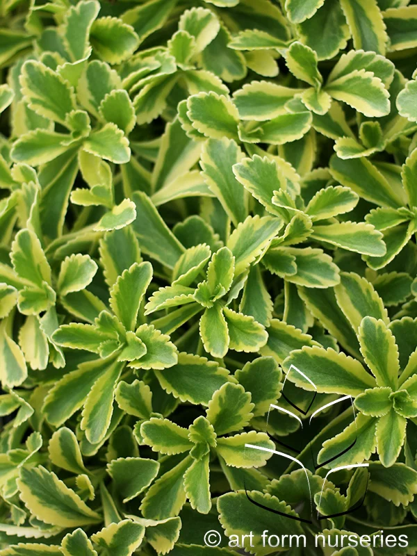 Sedum ellacombianum 'Cutting Edge'