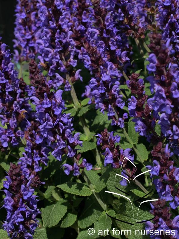 Salvia nemorosa 'Bumbleblue'