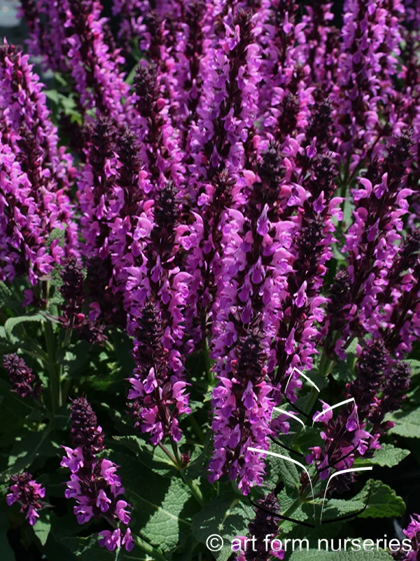 Salvia nemorosa 'Bumbleberry'