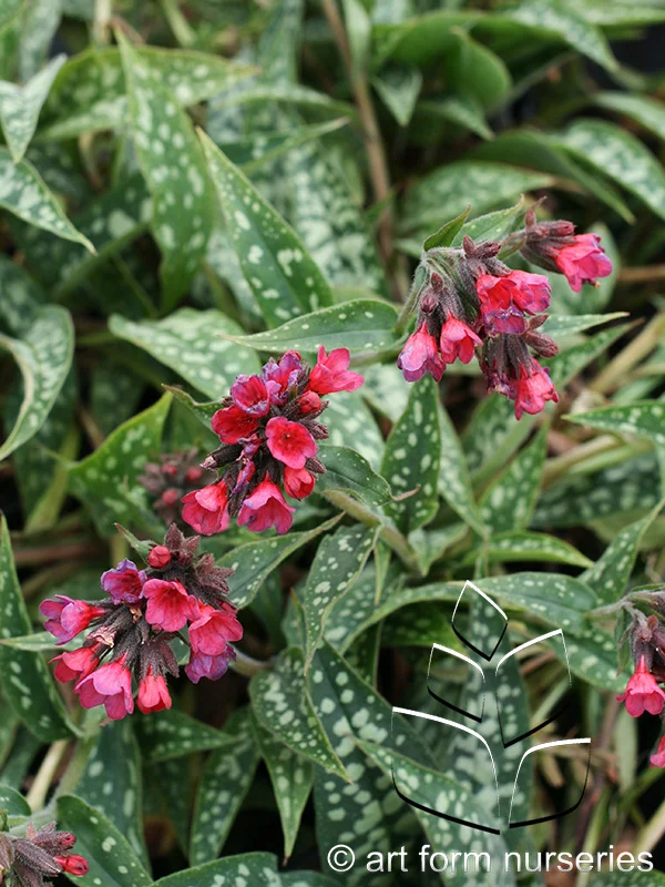 Pulmonaria 'Raspberry Splash'