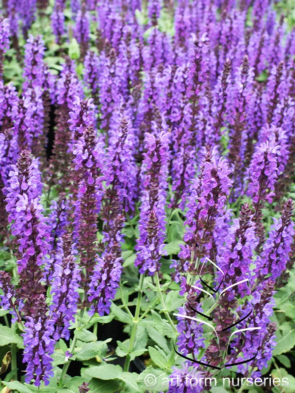Salvia nemorosa 'Lyrical Blues'