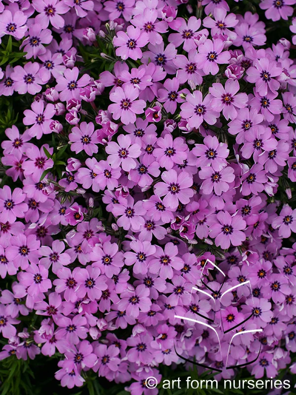 Phlox subulata 'Eye Shadow'