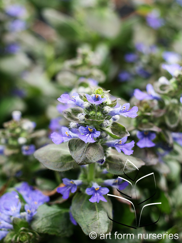 Ajuga reptans 'Catlin's Giant'