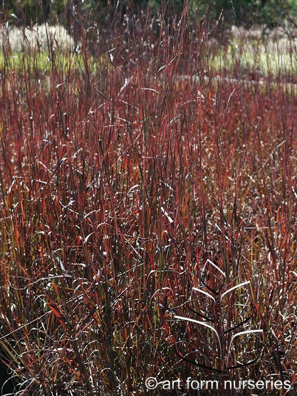 Andropogon gerardii 'Red October'