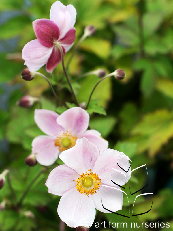 Anemone x hupehensis 'September Charm'