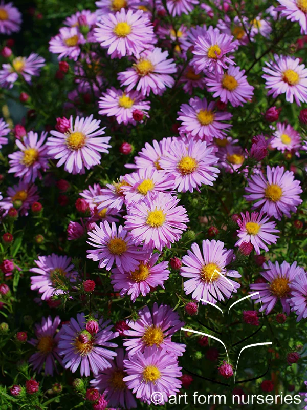 Aster novi-belgii hybrid 'Wood's Pink'