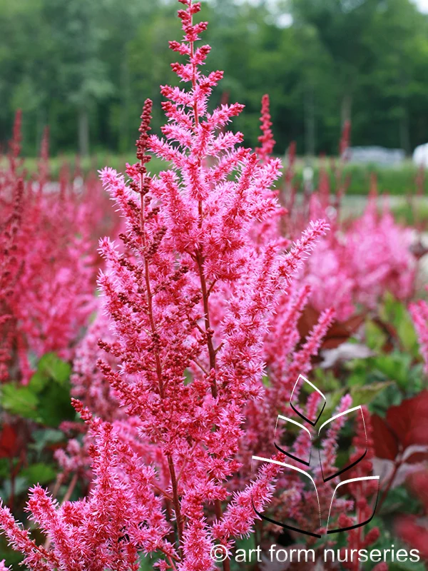 Astilbe chinensis 'Mighty Chocolate Cherry'