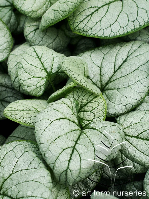 Brunnera macrophylla 'Silver Heart'