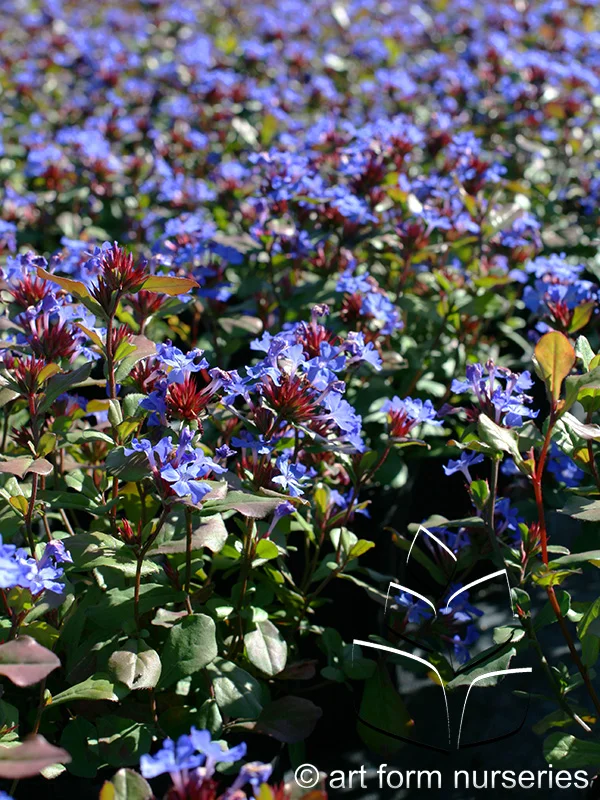Ceratostigma plumbaginoides