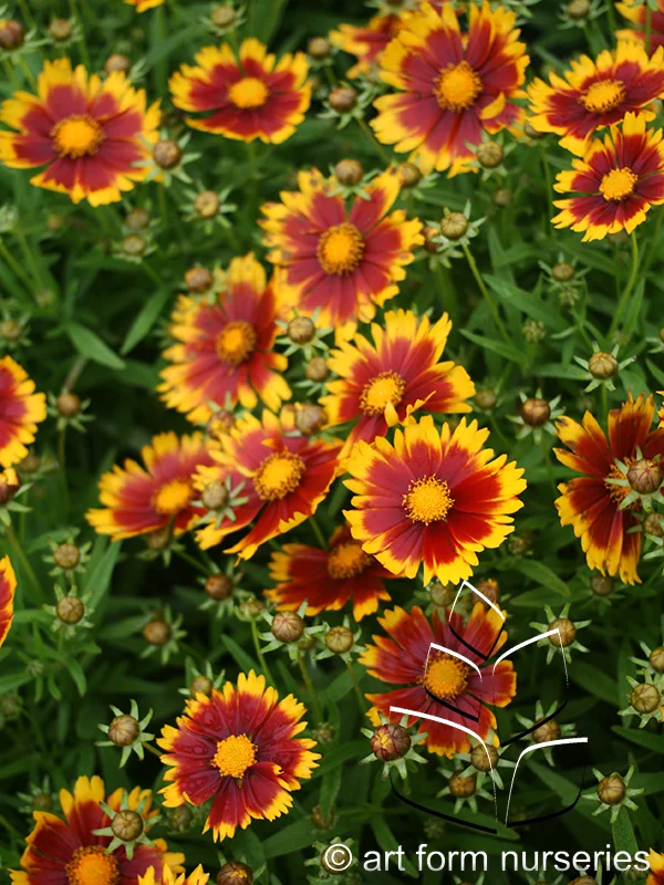 Coreopsis 'Uptick Gold &amp; Bronze'