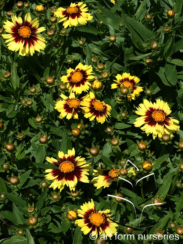 Coreopsis 'Uptick Yellow &amp; Red'