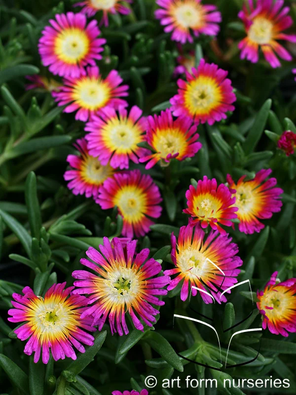 Delosperma 'Hot Pink Wonder'