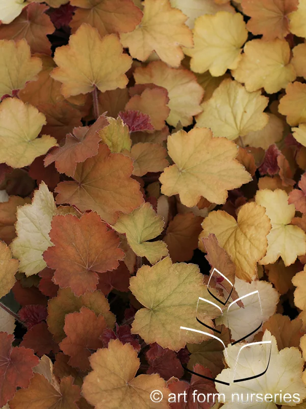 Heuchera 'Caramel'