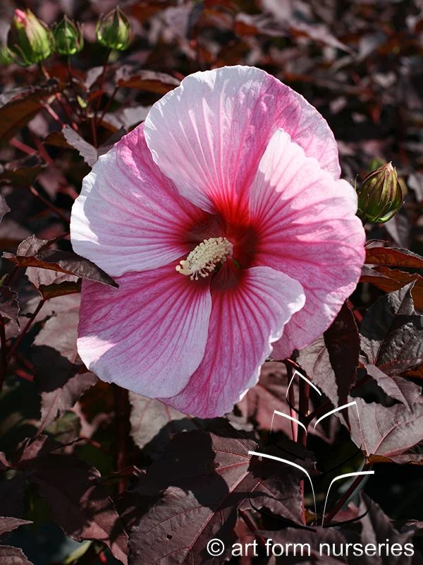 Hibiscus 'Starry Starry Night'