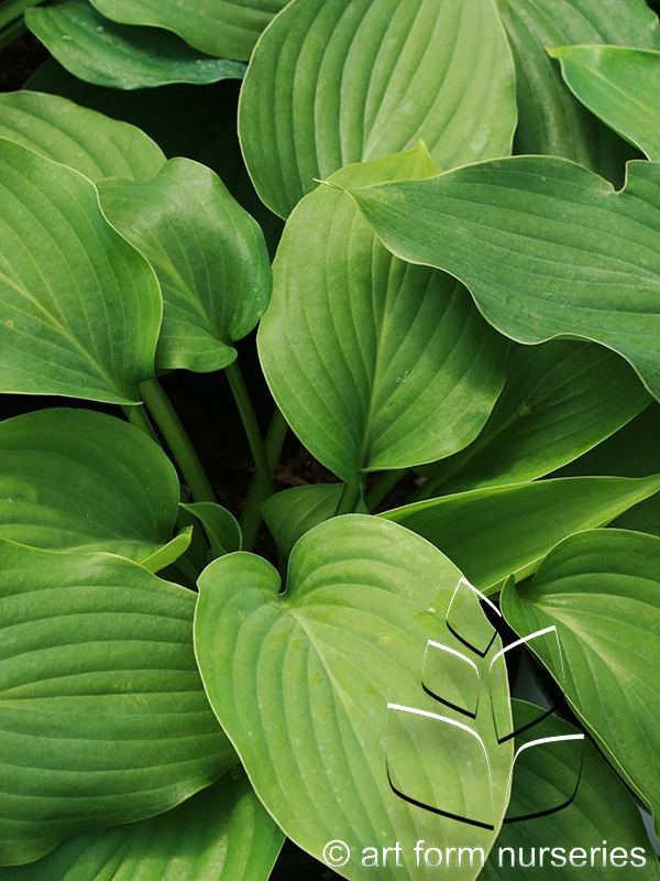 Hosta 'Empress Wu'
