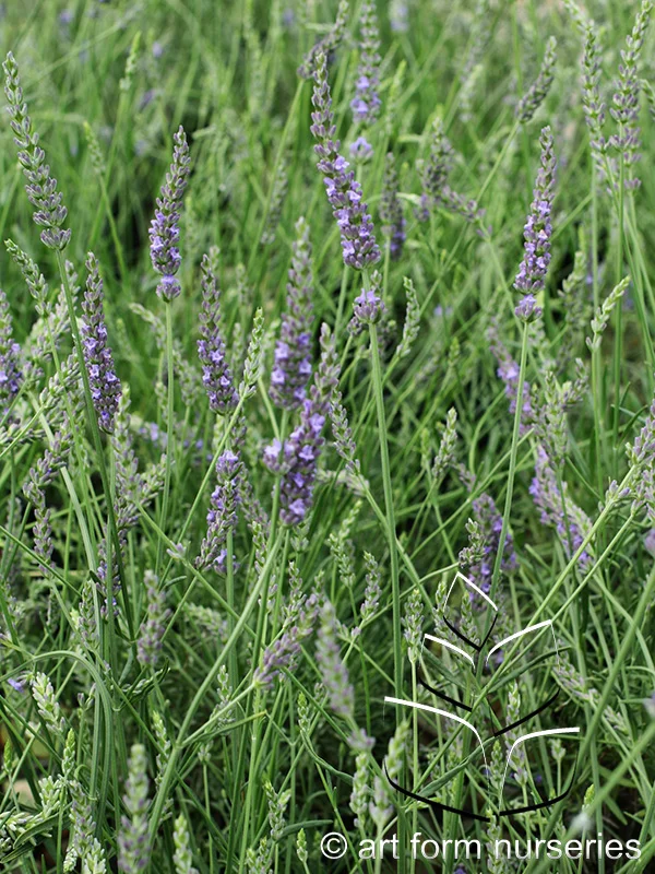 Lavandula x intermedia 'Phenomenal'