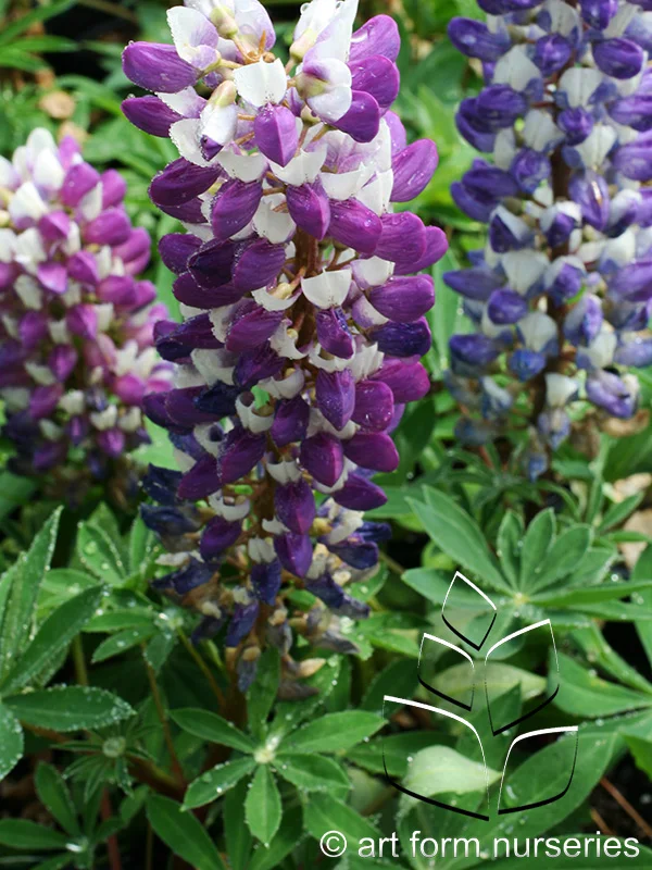 Lupinus Mini Gallery 'Blue-White'