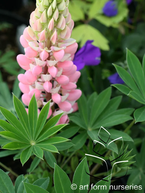Lupinus Mini Gallery 'Pink-White'