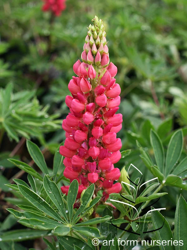 Lupinus Mini Gallery 'Red'
