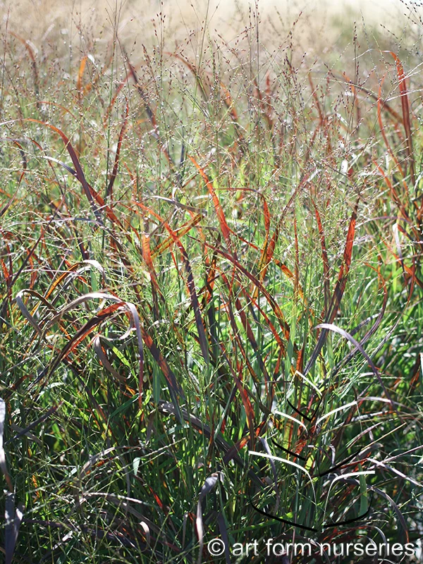 Panicum virgatum 'Hot Rod'