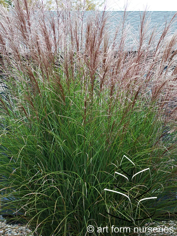 Miscanthus sinensis 'Gracillimus'